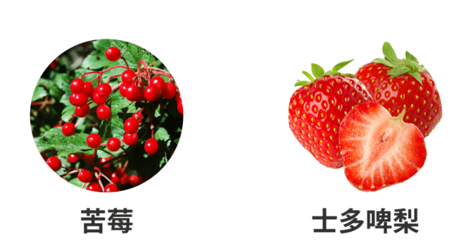 苦莓與士多啤梨